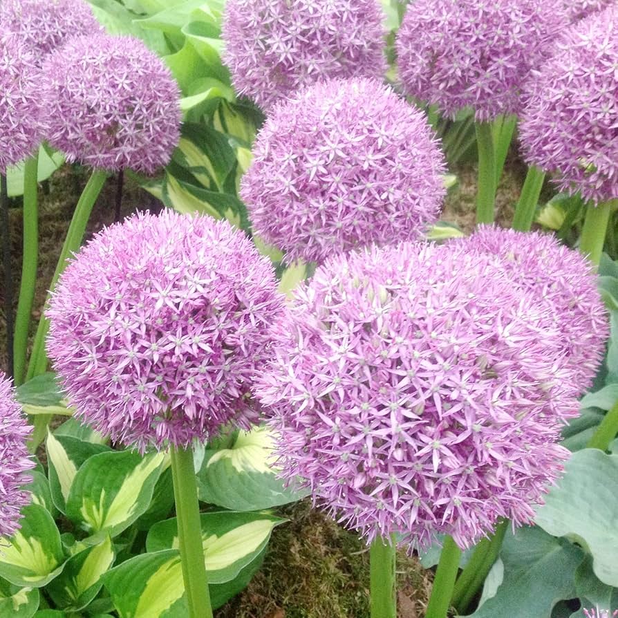 riesig Onion Allium Giganteum Samen