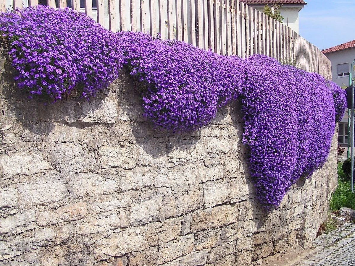 Lila Aubrieta Stein Cascade Samen – Traditionssorte ohne Gentechnik Blumen lang Blüte Garten Aussaat
