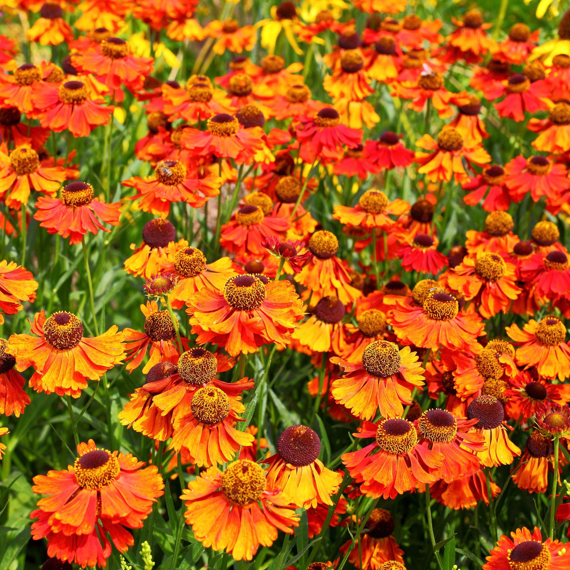 Helenium Sneezeweed Blumensamen