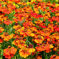 Helenium Sneezeweed Blumensamen