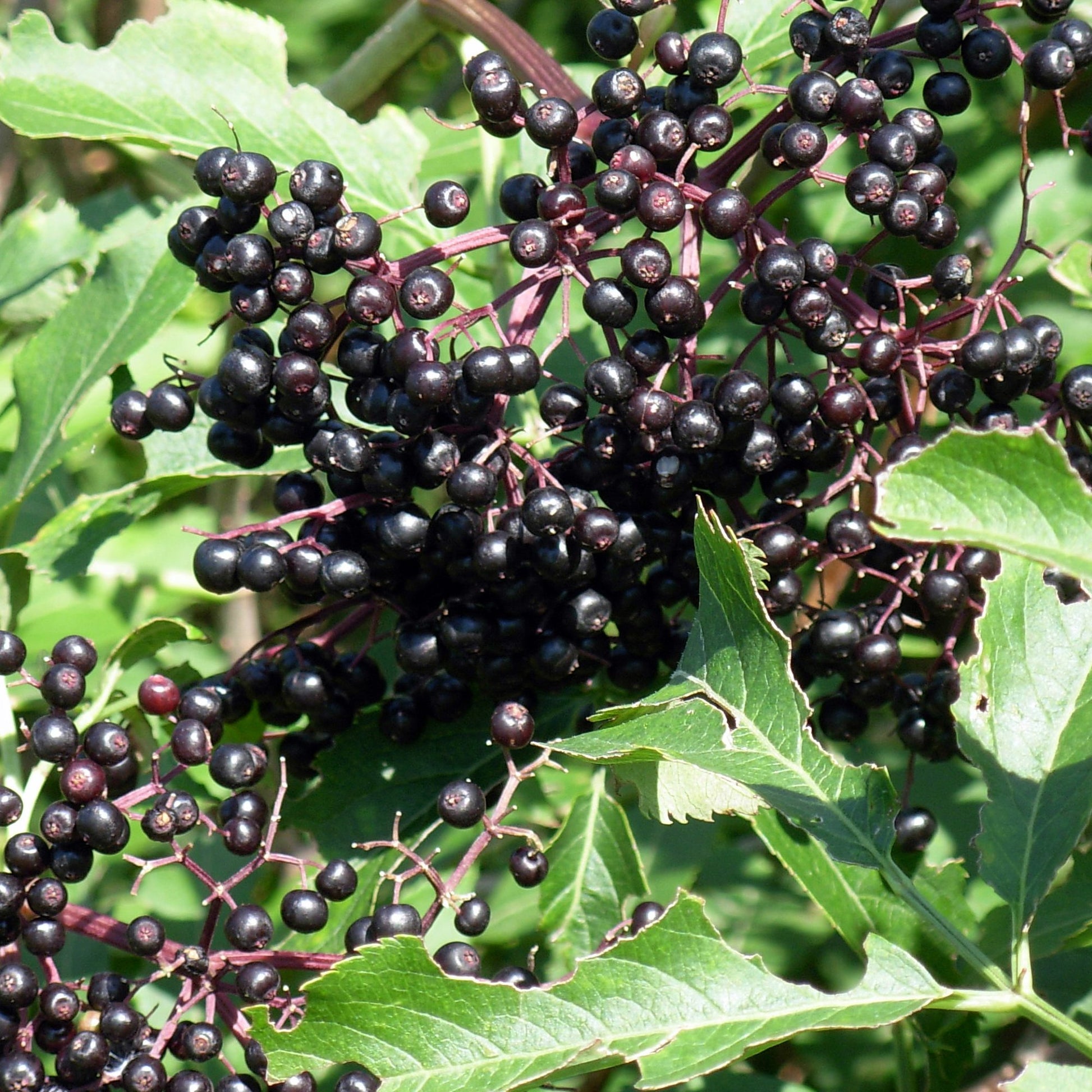 elderberry samen black sambucus nigra