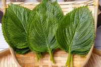 green shiso perilla frutescens samen für pflanzung Kräuterpflanze garden asian kitchen