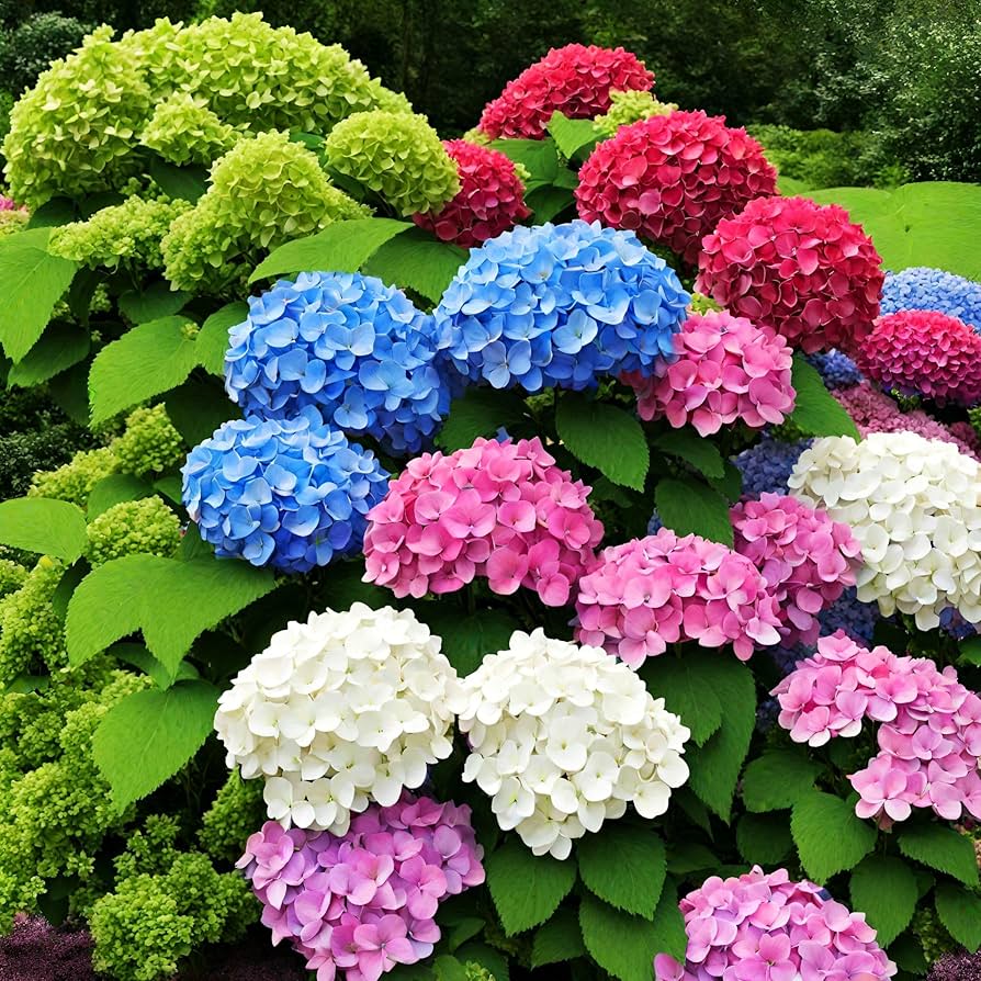 Vainilla Hortensia Blumensamen zur Aussaat – Garten beliebt – Traditionssorte & ohne Gentechnik Samen Hausgarten