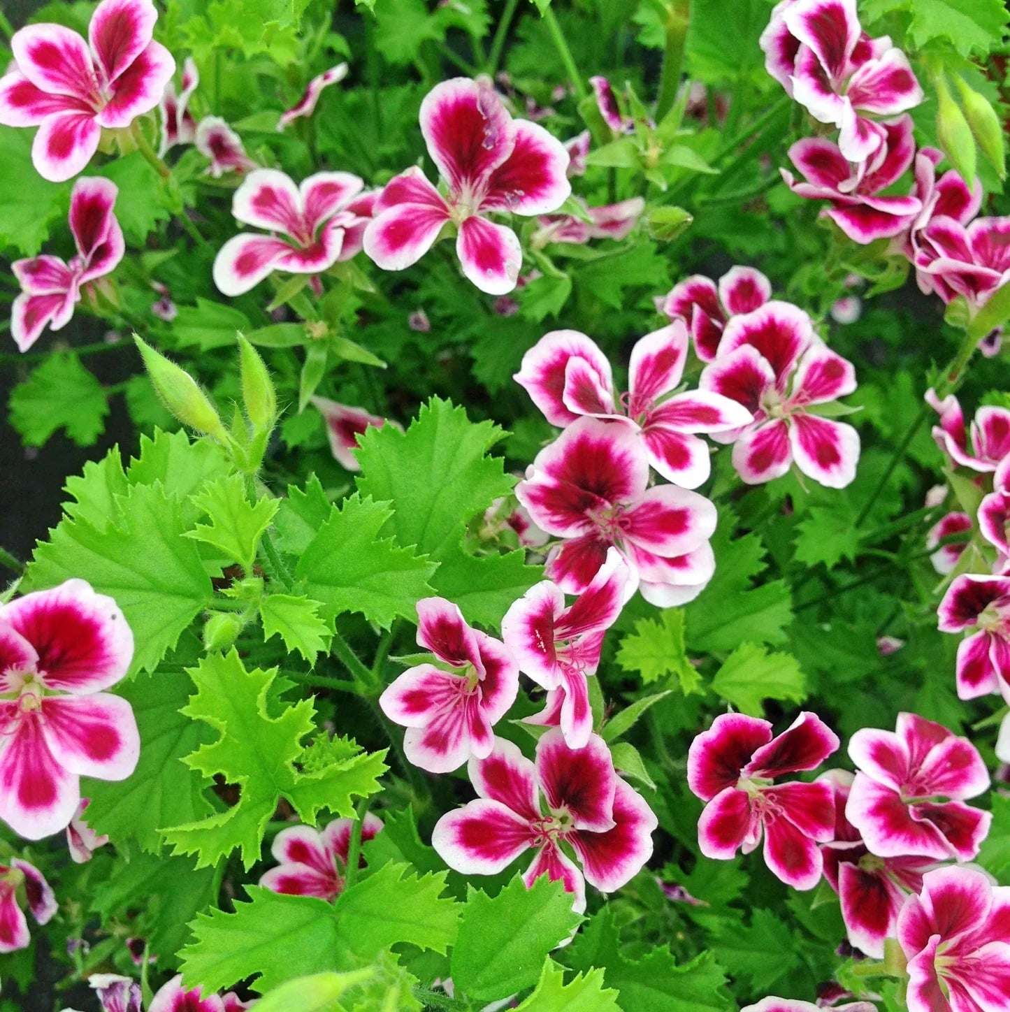 Citronella Blumensamen zur Aussaat – leuchtend Blüten – Traditionssorte & ohne Gentechnik Samen Hausgarten