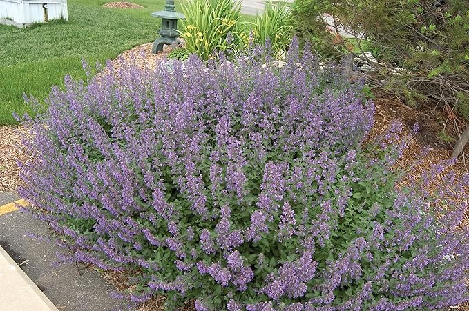 Catmint Blau Blumensamen zur Aussaat