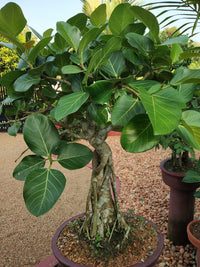 Ficus-Benghalensis Samen für einfaches Anpflanzen