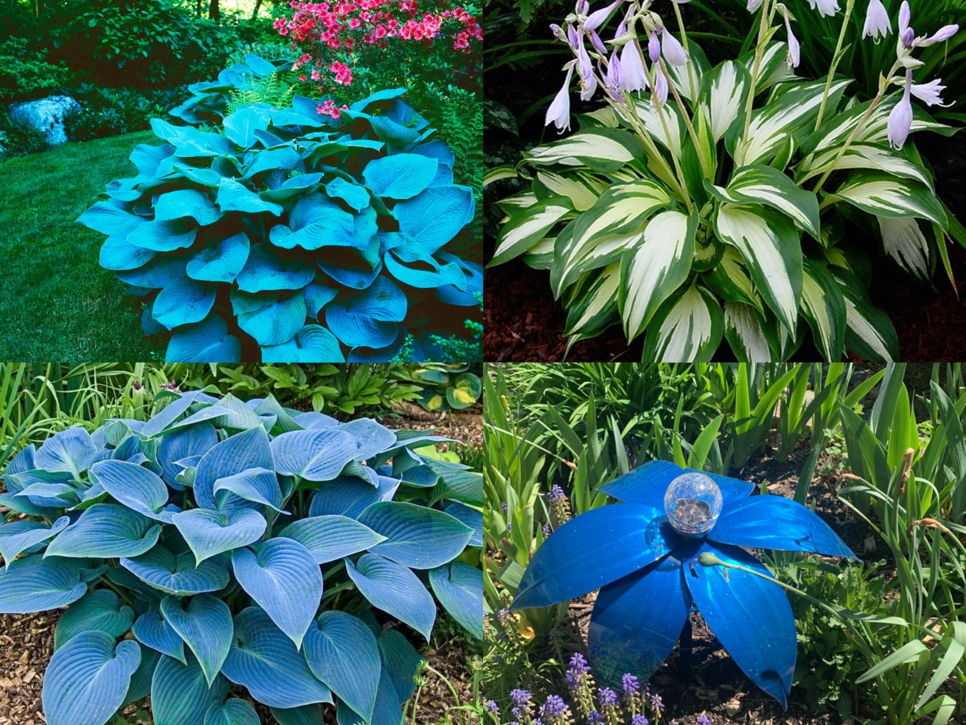 Hosta flowering pflanze samen for shade garten beauty