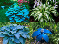 Hosta flowering pflanze samen for shade garten beauty