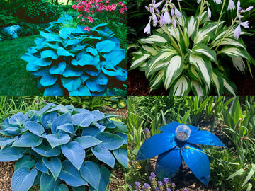 Hosta flowering pflanze samen for shade garten beauty