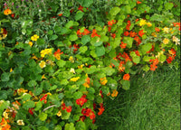 Nasturzio Jewel Mischung Blumensamen – leuchtend – Edible Blüten