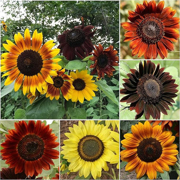 Bonsai fortune sunflower samen for rot sun garten blooms