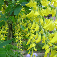 Golden Chain Blumensamen zur Aussaat – sonnenliebend – Traditionssorte & ohne Gentechnik Samen Hausgarten