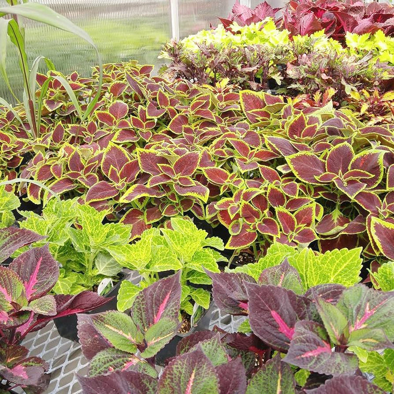 Coleus plectranthus scutellarioides for anpflanzung in indoor töpfen