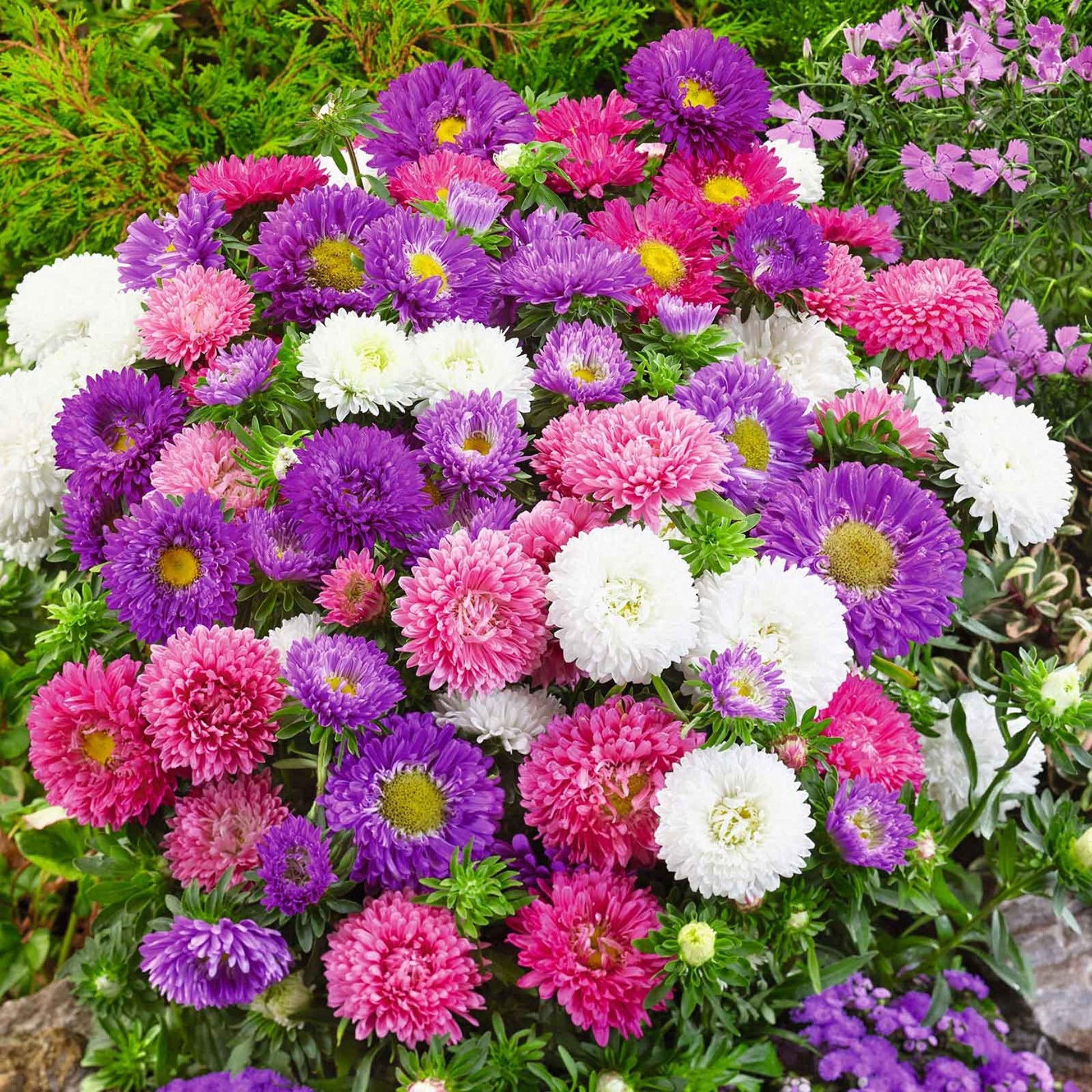 Callistephus Blumensamen zur Aussaat duftend Blüten Traditionssorte & ohne Gentechnik Samen Hausgarten