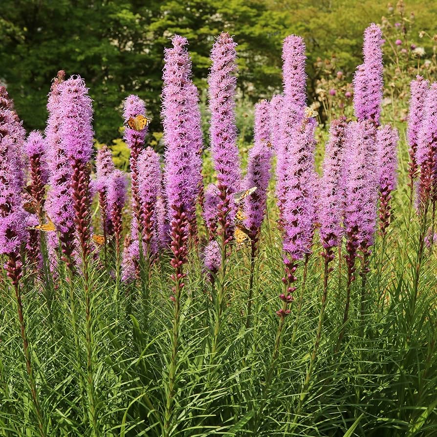 Blazing star liatris spicata samen for anpflanzung in blume beds