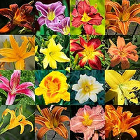 Daylily hemerocallis spp for anpflanzung in blume bed