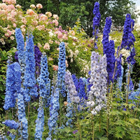 DELPHINIUM AJACIS Gemischt Blumensamen zur Aussaat Blume Beet