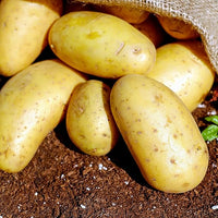 Potato solanum tuberosum für aussaat in gemüse patch