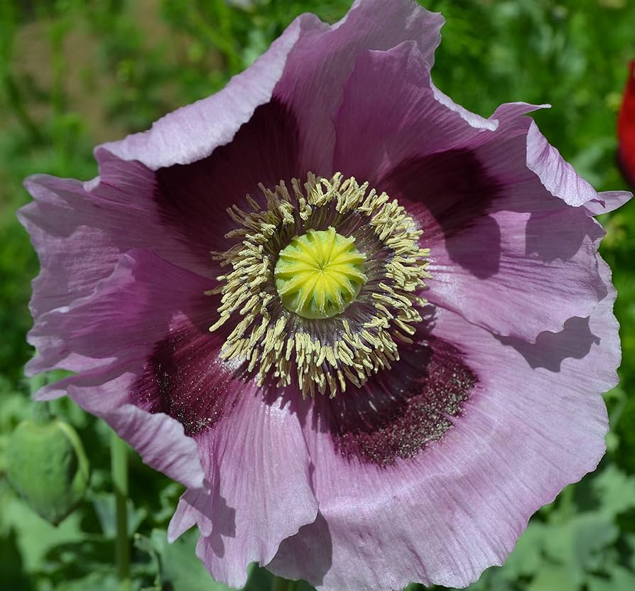 Mohnblumensamen Papaver somniferum Blumensamen zur Aussaat Garten und Wildblume Beet