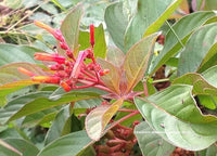 Hamelia Patens Firebush exotisch Orange Blumen Samen