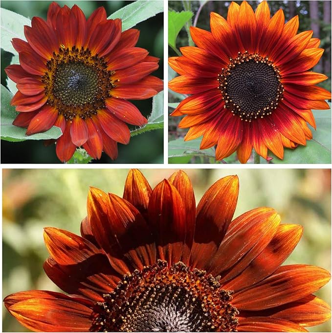Sunflower velvet queen samen for golden blooms