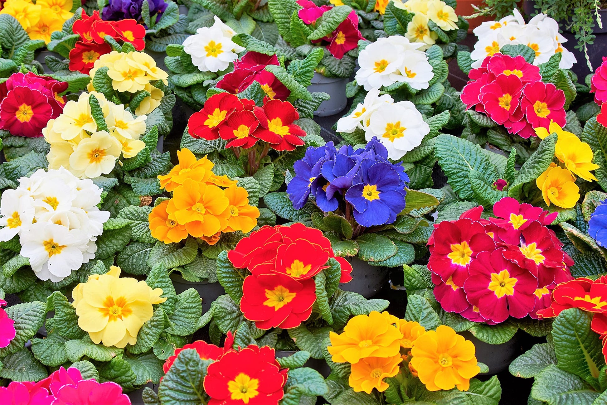 Primel Samen zur Aussaat Primel Vulgaris mehrfarbige Blume Beet window box