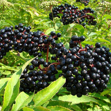 elderberry samen black sambucus nigra