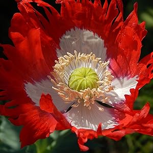 Danish flag poppy samen for rot and weiß blumen
