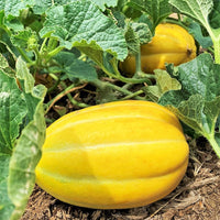 Gelbe Weiß Linie Melone Samen für einfaches Anpflanzen