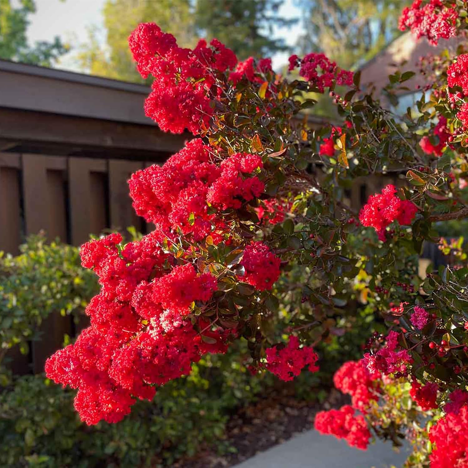 Rot Crape Baum Blumensamen zur Aussaat – lang Blüte Saison – Traditionssorte & ohne Gentechnik Samen Hausgarten