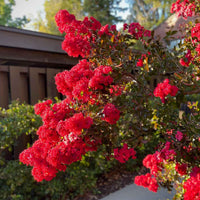 Rot Crape Baum Blumensamen zur Aussaat – lang Blüte Saison – Traditionssorte & ohne Gentechnik Samen Hausgarten