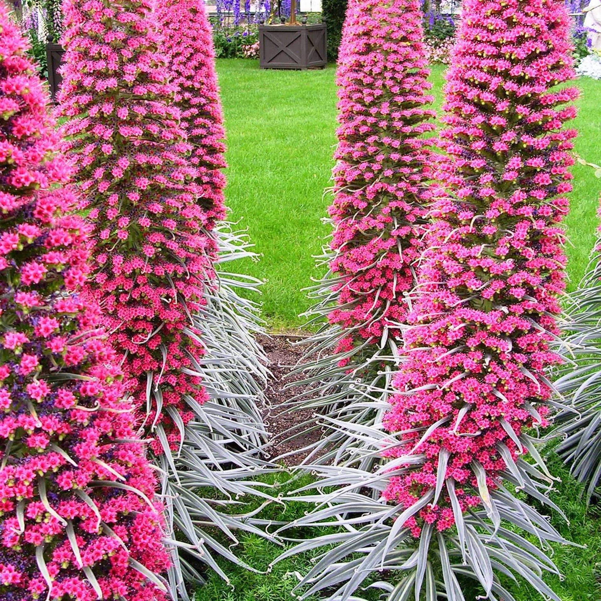 Echium Baum Echium spp Samen zur Aussaat Blume Beet und Garten
