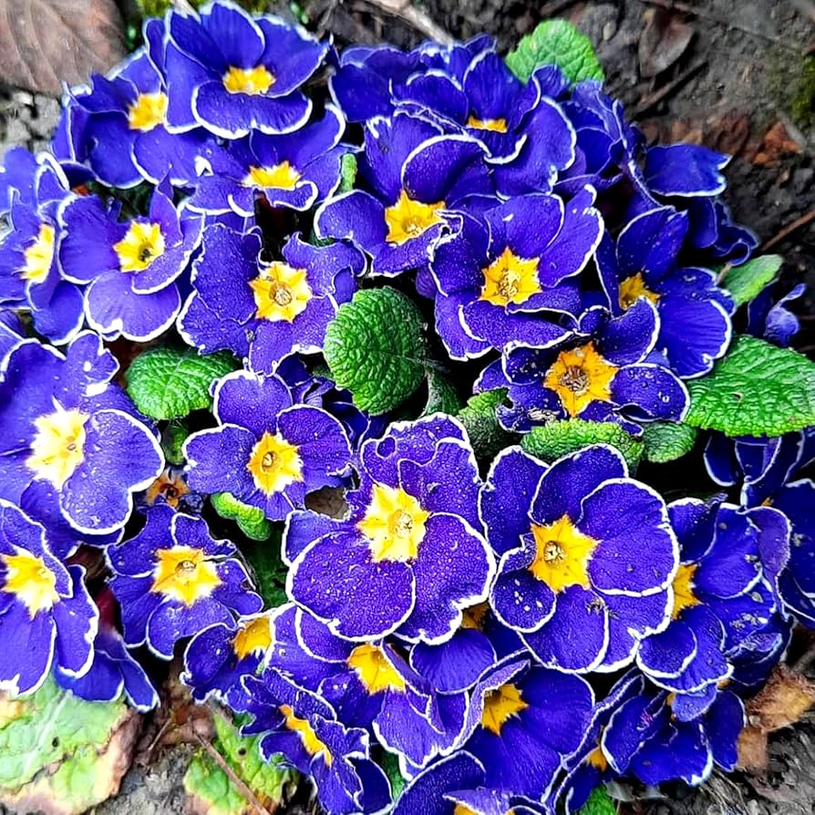 Violett Gelb Primel Malacoides Blumensamen Blumensamen zur Aussaat sonnenliebend Traditionssorte & ohne Gentechnik Samen Hausgarten