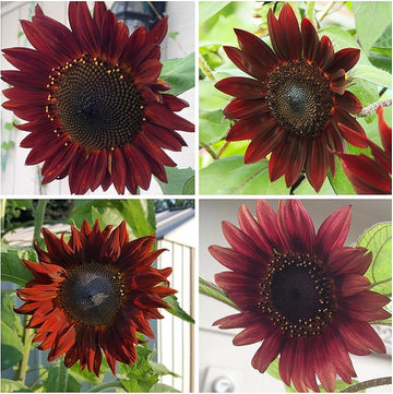 Sonnenblume Rot Sonne Samen Rot-Orange Blüten