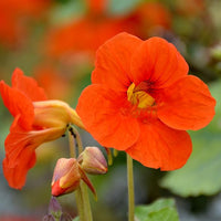 Orange nasturtium blume samen for anpflanzung - fragrant blossoms, heirloom & gmo free samen for home garten
 
 sale for anpflanzung in home garten