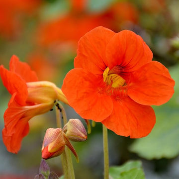 Orange nasturtium blume samen for anpflanzung - fragrant blossoms, heirloom & gmo free samen for home garten
 
 sale for anpflanzung in home garten