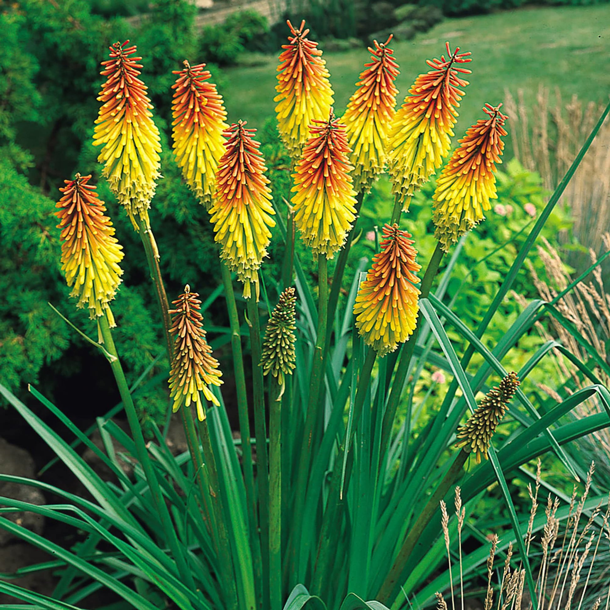 Rot Hot Poker Blumensamen zur Aussaat Kniphofia Uvaria Blume Rabatten