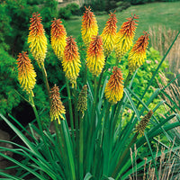 Rot Hot Poker Blumensamen zur Aussaat Kniphofia Uvaria Blume Rabatten