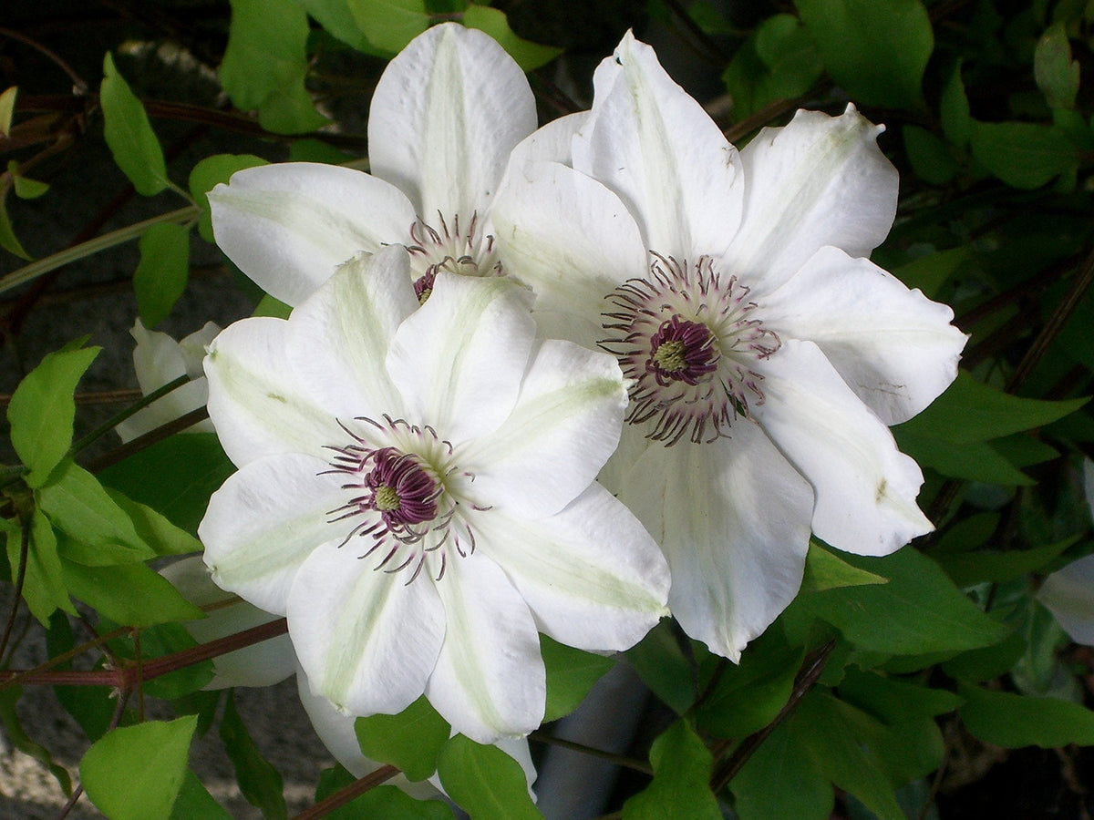 Braun (braun weiß) samen for anpflanzung in home garten