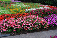 Rot impatiens impreza shade blume samen for garten anpflanzung
