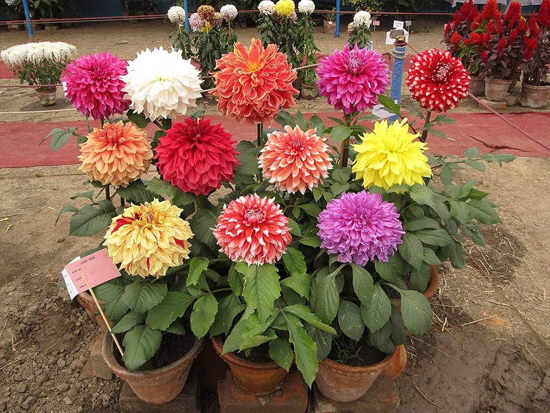 Dahlia decorative blume samen