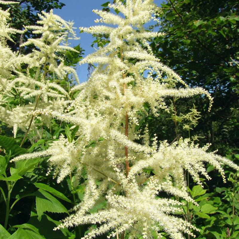 Aruncus (aruncus blume) samen for anpflanzung in home garten