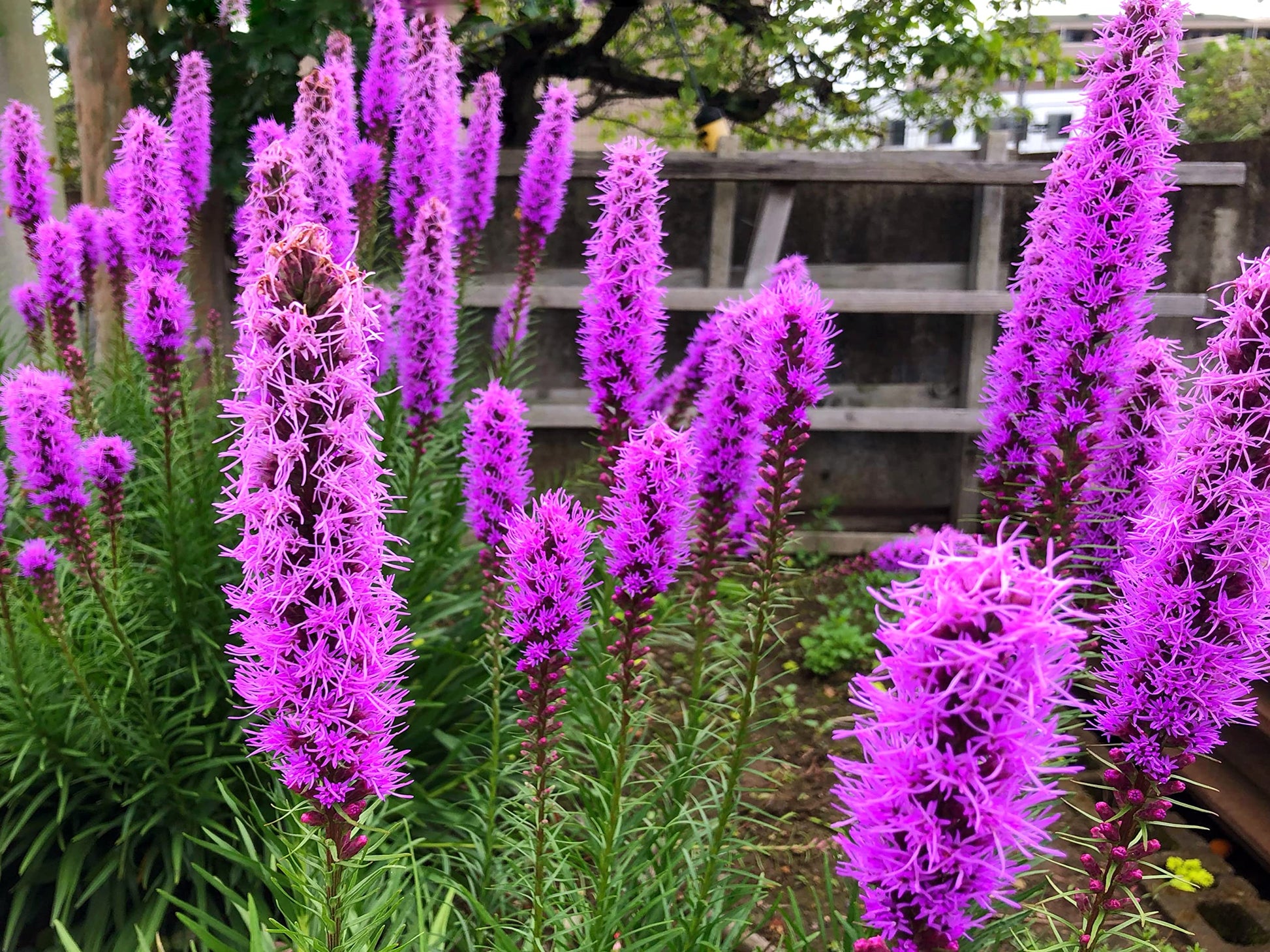Liatris Spicata Blumensamen zur Aussaat leuchtend Blüten Traditionssorte & ohne Gentechnik Samen Hausgarten