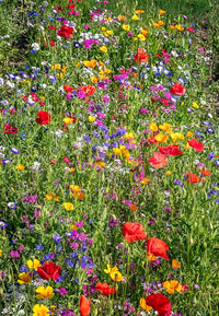Seeker Gemischt einjährige Blume Samen