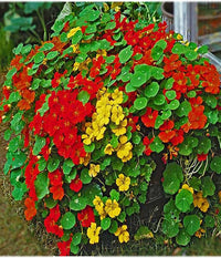 Tall rollier nasturtium tropaeolum majus samen for anpflanzung in blume bed
