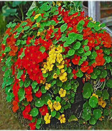 Tall rollier nasturtium tropaeolum majus samen for anpflanzung in blume bed