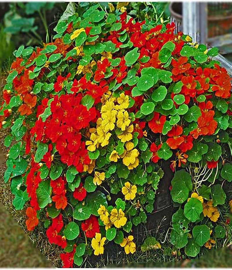 Tall rollier nasturtium tropaeolum majus samen for anpflanzung in blume bed