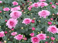 hell Rosa Grün Chrysantheme Blumensamen zur Aussaat – Wildblume Mischung – Traditionssorte & ohne Gentechnik Samen Hausgarten