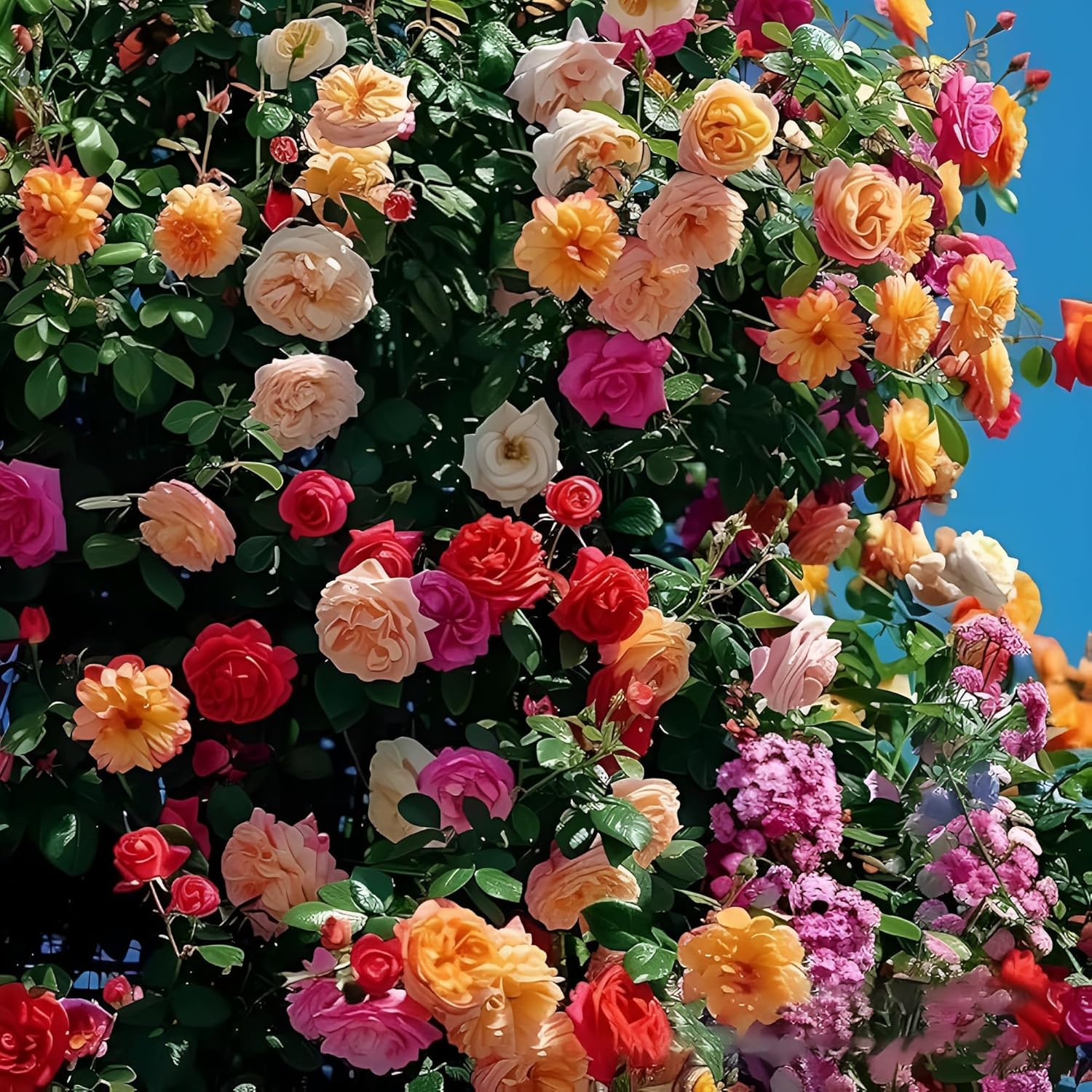 Gelb Rosa kletternd Rose zur Aussaat hochwertige Qualitäts- Traditionssorte & ohne Gentechnik Samen Hausgarten