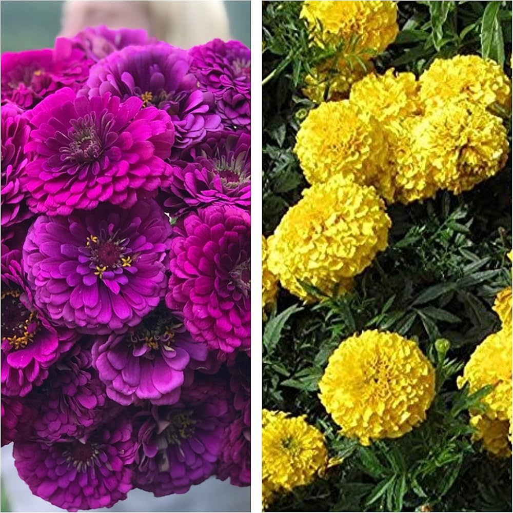 Lila Gelb Zinnie Blumensamen zur Aussaat lang Blüte Saison Traditionssorte & ohne Gentechnik Samen Hausgarten